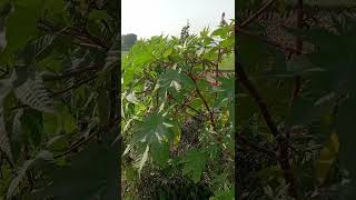Village nature tree #nature #villegenature #video #villagenature #villagenaturelife