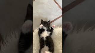 Why so cute !! #cat #kitten #cute #You Must Know #viral story #Wonderbot