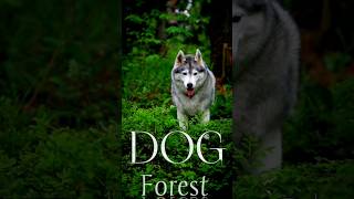 Forest Dog 🐕 4K #dog #shorts #short