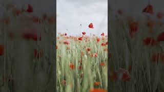 #youtubeshorts #nature #viral #trending #mindblowingshorts