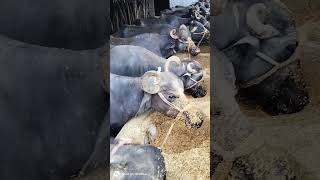 Murrah Buffalo New Videos !! Buffalo Dairy Farm !! Dairy Farm !! Yadav Dairy Farm !! Bhaish Video