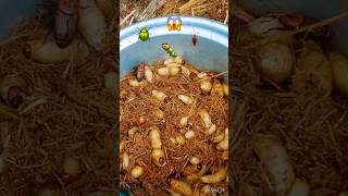 Wow amazing 😱 Catching a lot of coconut worms #animals #wildlife #weirdwildlife