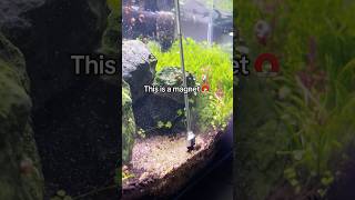 #aquascapelowtech #fishtank #aquascapegallery #aquarium #fishkeepinghobby #fishtankdesign #fish
