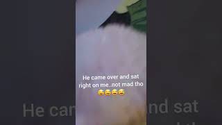 the perfect dog seat #dogshorts #short #mydog