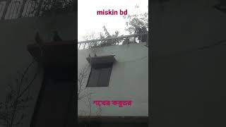 pigeons LOVE vlog 💗 #shortsvideo #pigeon #miskinbd #song #newnatok2022 #shortfeed #newnatok