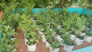 My Terrace Garden in Tamil | Maadi Thottam