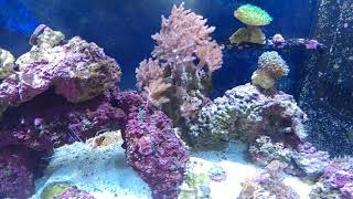 150 gallon Marine Tank update