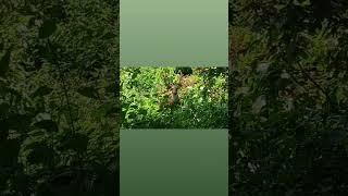 #wildlife #animals #foryou #dailyvlog #rain