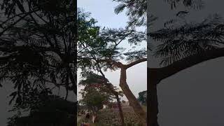 সরকারি আজিজুল হক কলেজ বগুড়া #vlogwithsohelvillagelifestyleinbangladeshbeautiful