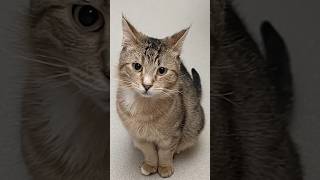 What will the cat do next? #cute #funny #yellow #cat #ai
