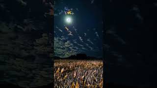 Humnava mere in India #song #jubinnautiyal #bollywood #music #love #shortmusic #nature #travelblog