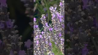 It is summer and it’s the Lavender time #lavender #lavenderfields #lavenderfarm #bees  #newzealand