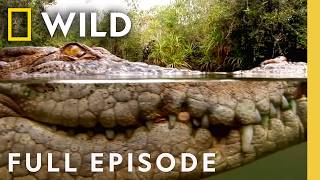 Die Hard (Full Episode) | World's Deadliest Compilation | Nat Geo Animals