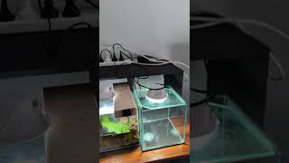 Unboxing announcement #fishtankdesign #shrimplife #plantedtanksetup #aquascapeaquarium