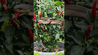 😮 A long russel viper snake is eating chilli #snakevideo #snake