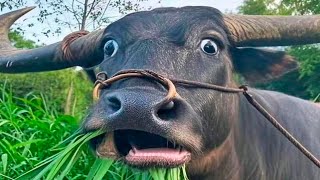 you laugh, you restart (ultimate)