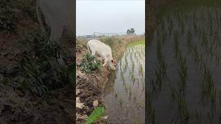 499 বছরের পুরনো গাছ 😱 আমাদের গ্রামে এখন অবস্থিত আছে #shorts