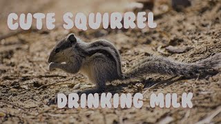 Feeding Baby Squirrel