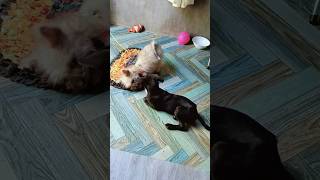 playtime #furbabies #shortbeta #shorts #viraldog #millionviewers #millionviews