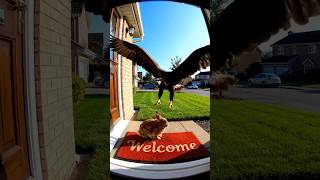 Wild Encounter! 🤯 Eagle Grabs Pet in Broad Daylight! #Eagle #rabbit  #NatureIsWild