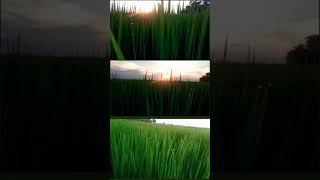 New nature WhatsApp Status with English song #shortvideo