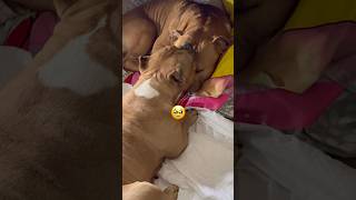 “This is Why Love Cannot Be Put Into Words.😊❤️🐶” shorts #dog #lovestory