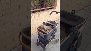 до чего же они милые,эти испанцы)