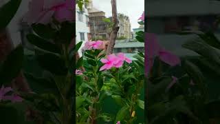 #nature// প্রকৃতি / ফুলের ভিডিওগ্রাফি/ flower #villagenature #whatsappstatus #touristattraction