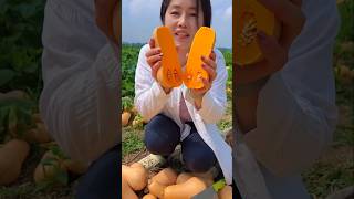 चीन के कद्दू की नई वैरायटी। इतना फल आता है कि दौड़ते दौड़ते तकजाओगे। kaddu ki kheti | pumpkin