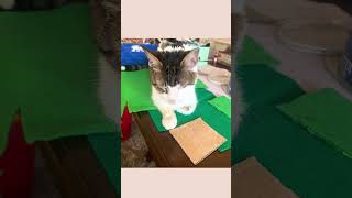 Bella's Story Video, A day in the life of a cat #catlover #catvideos #catstorytime