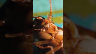 Cockroach bina sir ke kaise zinda rehta 😲 #cockroach #weirdfact#shorts  #animalsfact #viralshorts