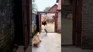 🐯 Tiger Vs Dog 🐶 | Jungle Ka Zabardast Fight | Kaun Jeetega? 😱🔥#TigerVsDog #AnimalFight