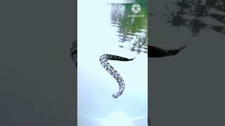 Snake sh short video