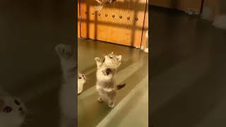 ビックリ　ドッキリ　仰天　動画013
