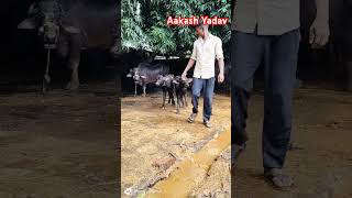 Aakash Yadav Deyri !! Buffalo Farm Video !! Murrah Buffalo !! Aakash Yadav !! Murrah Cafe !! Buffalo