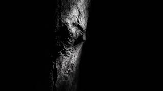 Bark In the Dark