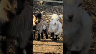 Bakra Eid #barieid #eidmubarak #eidspecial #goats