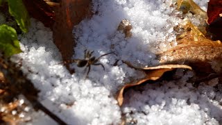 Spider crawling on the forest ground