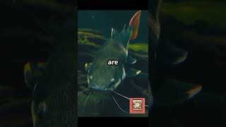 Top 5 Hardy Fish for Your Aquarium! #AquariumFish #TropicalFish #FishTankLife #AquariumInspiration
