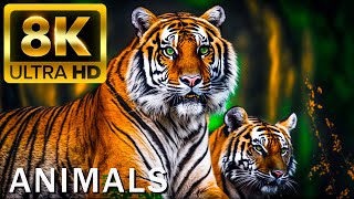 トップ50の美しい動物-4K HDR 120FPSドルビービジョン付きドルビービジョン（カラフルにダイナミック）