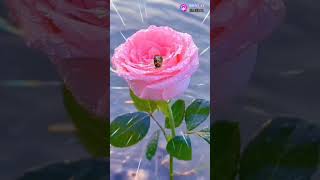 #nurjamal shorts #kilipaul #javrun    #youtubeshorts #tamimsimla