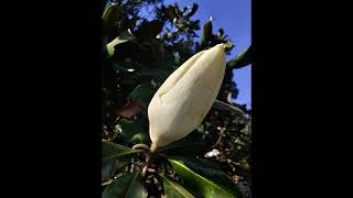 La magnolia #magnolia #flores #cdmx