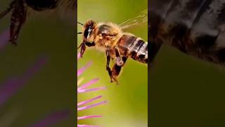 Why Bees Dies After Stinging🤔