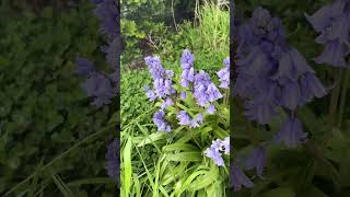 Spring day 🌸🌼🌷🌹🌿 #newzealand #spring2025 #familyvlog #cinematic #southislandnz