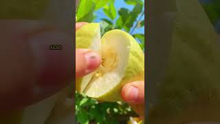 What happens if you eat guava everyday?  #health #facts #ytshorts #healthy #nutritionfacts