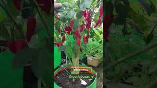 Buy Home gardening products online Shorts #gardening #shorts #vegetablegardening #organicgardening