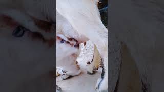 | maa ke barabar koi nhi | #mother #motherlove #shorts #lamb