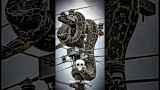 Snake Versions ☠️