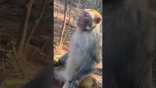 This Monkey is a True Zen Master 🧘 #shorts #zen