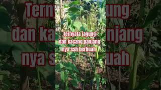Alhamdulillah... sayur nya udah ada hasil